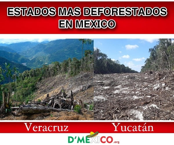 Deforestacion en Mexico 