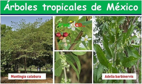 Arboles tropicales de Mexico