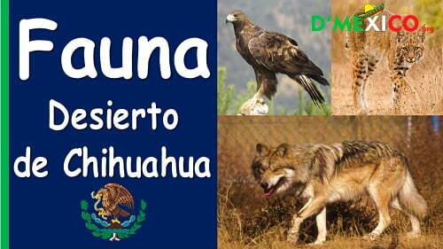 Animales del desierto de chihuahua
